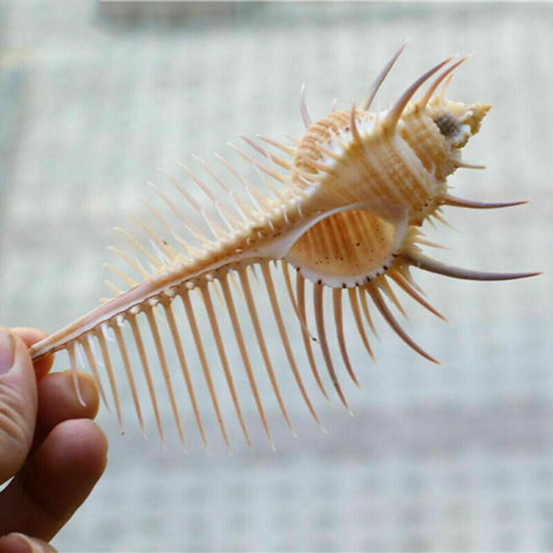 Exquisite Oceanic Conch Shell Decorative Aquarium Fish Specimen